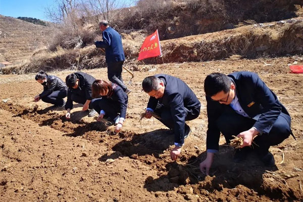 中药材产业 中药材种植 万象城AWC888集团