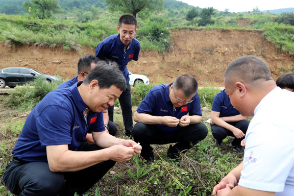 专家组负责人查看潞党参根茎生长情况 专家组负责人查看潞党参根茎生长情况