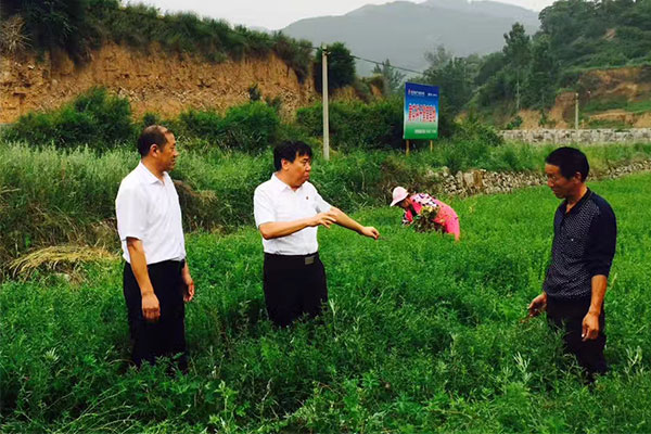 李安平(中)和农民探讨中药材种植 李安平(中)和农民探讨中药材种植
