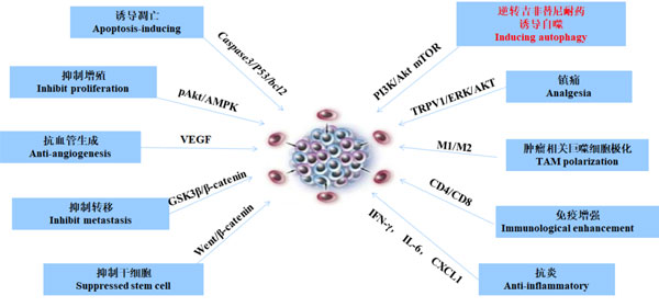 复方苦参注射液作用机制 复方苦参注射液作用机制