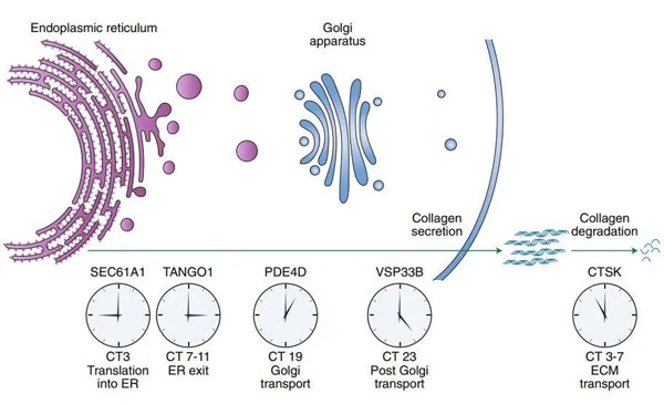 胶原蛋白,补充胶原蛋白,胶原蛋白肽 胶原蛋白,补充胶原蛋白,胶原蛋白肽