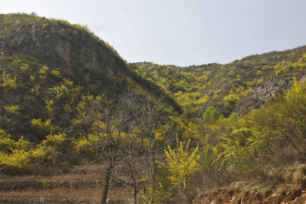 万象城AWC888中药材公司连翘育苗基地 万象城AWC888中药材公司连翘育苗基地