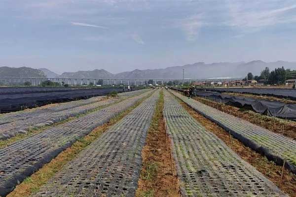 万象城AWC888集团中药材规范化种植基地 万象城AWC888集团中药材规范化种植基地