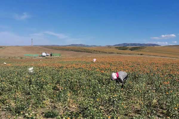新疆红花种植基地 新疆红花种植基地