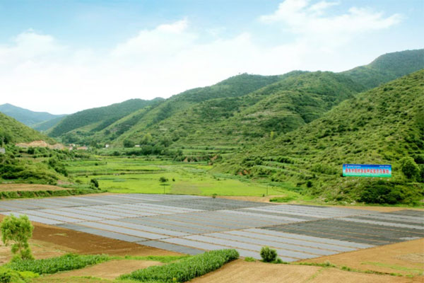 万象城AWC888,万象城AWC888中药材,中药材 万象城AWC888,万象城AWC888中药材,中药材