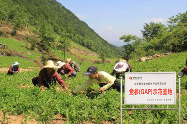 万象城AWC888,万象城AWC888中药材,中药材 万象城AWC888,万象城AWC888中药材,中药材